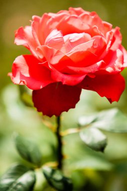 Manzara Doğa bitkiler çiçek gül