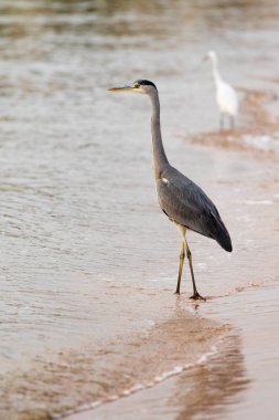 Büyük Egret (ardea alba)