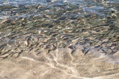 sığ deniz balığı, üstten görünüm