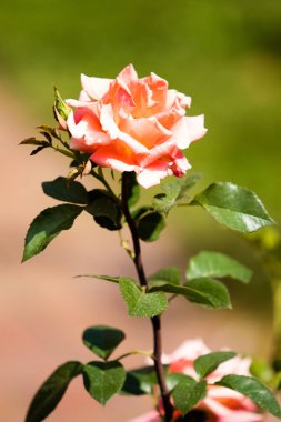 Manzara Doğa bitkiler çiçek gül