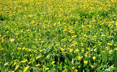 Bahar manzara, yeşil alan sarı çiçekli karahindiba