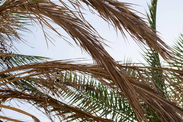 Palmeira Contra Céu Paisagem — Fotografia de Stock