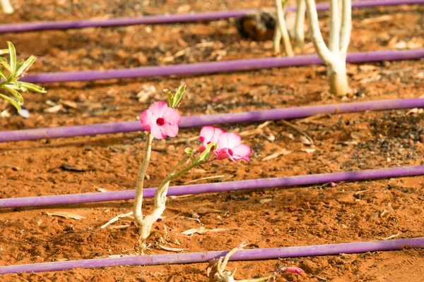 Pink Flowers Landscape Nature Background — Stock Photo, Image