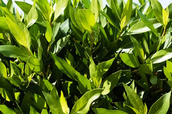 小さな葉の明るい緑の生垣 — ストック写真