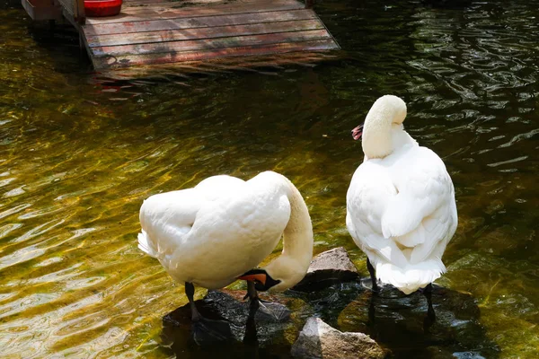 Cisnes Blancos Estanque Con Aguas Tranquilas — Foto de Stock