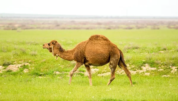 Kamel Auf Dem Feld Des Grünen Grases Frühling — Stockfoto