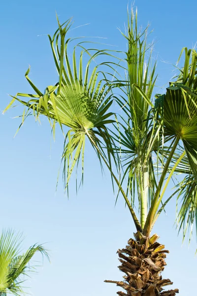 Palmera Verde Contra Cielo Paisaje — Foto de Stock