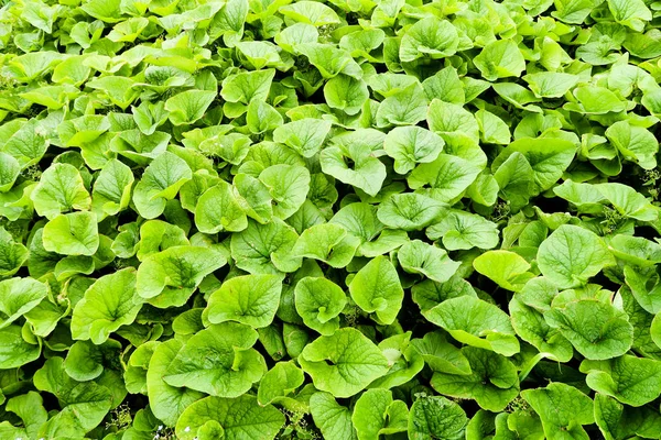 Green Leaves Lot Burdock — Stock Photo, Image