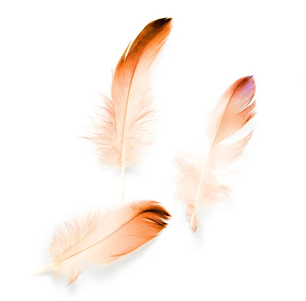 Beyaz Arkaplanda Kuş Tüyü — Stok fotoğraf