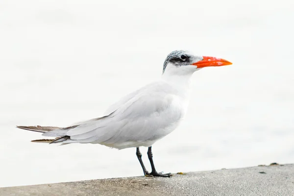 Gaivota Senta Paisagem Mar — Fotografia de Stock