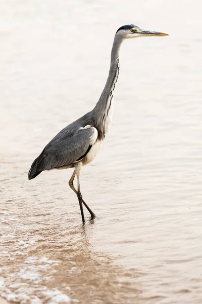 Stora Egret Ardea Alba — Stockfoto