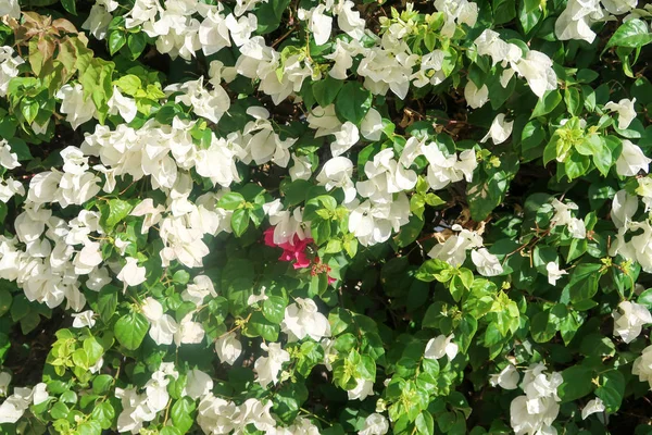 Helder Groene Hedge Met Kleine Bladeren — Stockfoto