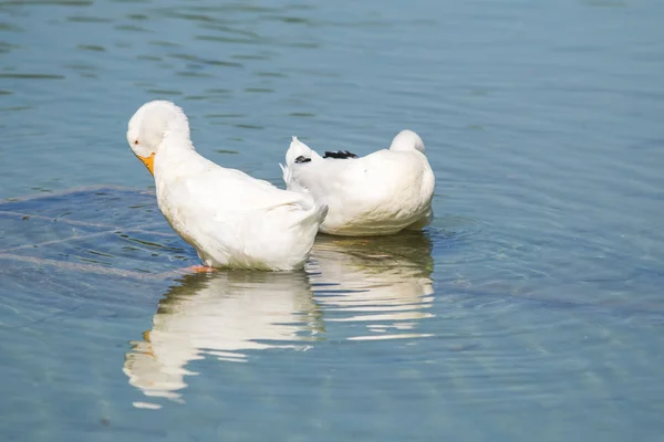 Weiße Enten Auf Einem Teich Sommer — Stockfoto