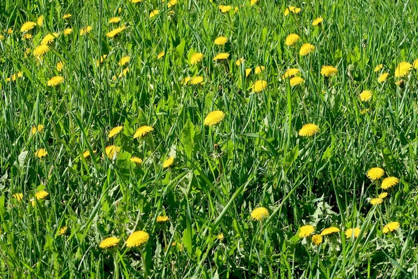 Våren Landskap Gröna Fält Med Gul Maskros Blommor — Stockfoto