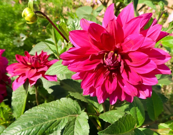 Flower Dahlia Krajina Pozadí — Stock fotografie