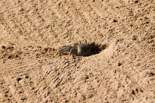 Crab Sandy Close — Stock Photo, Image