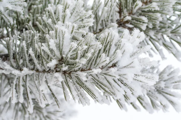 the snow on the needles of the fir trees close up