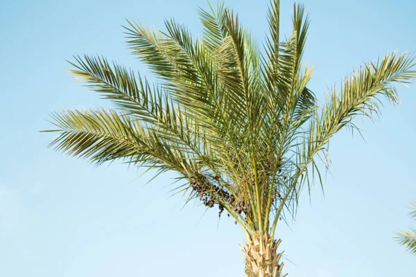Palmeira Verde Contra Céu Paisagem — Fotografia de Stock