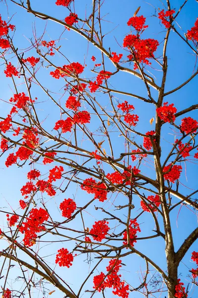 Frutas Ceniza Montaña Contra Cielo Fondo Invierno — Foto de Stock