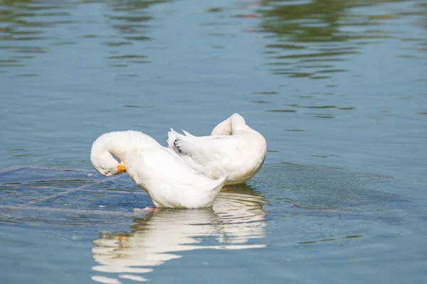 Weiße Enten Auf Einem Teich Sommer — Stockfoto