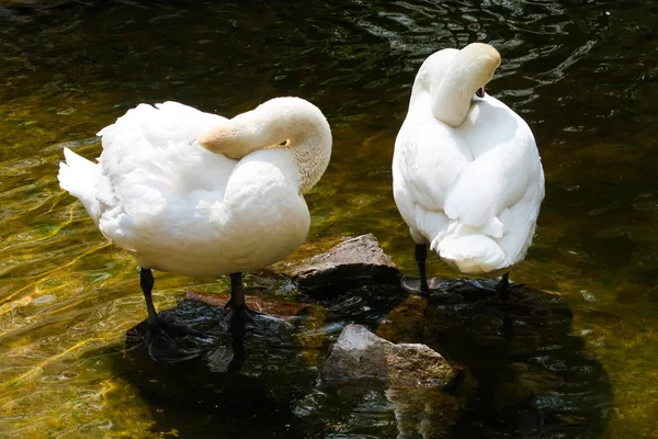 Cisnes Blancos Estanque Con Aguas Tranquilas — Foto de Stock