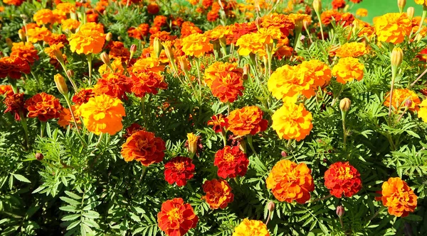Fleurs Orange Souci Paysage Été — Photo