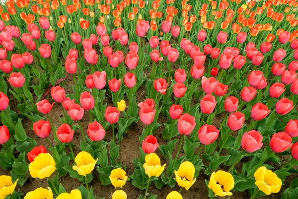 Campo Con Tulipanes Primavera Paisaje —  Fotos de Stock