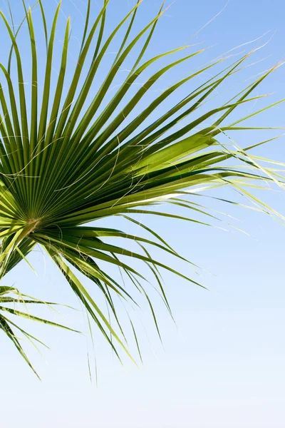 Palmeira Contra Céu Paisagem — Fotografia de Stock