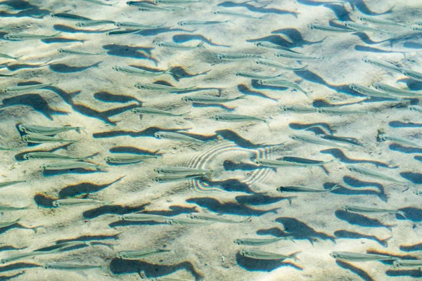 shallow sea fish, top view