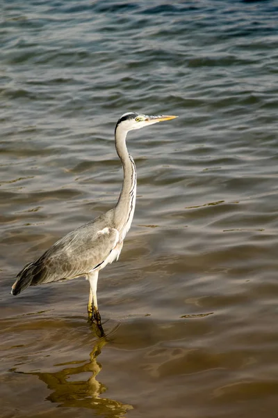 Büyük Balıkçıl Ardea Alba Gri Kuş — Stok fotoğraf