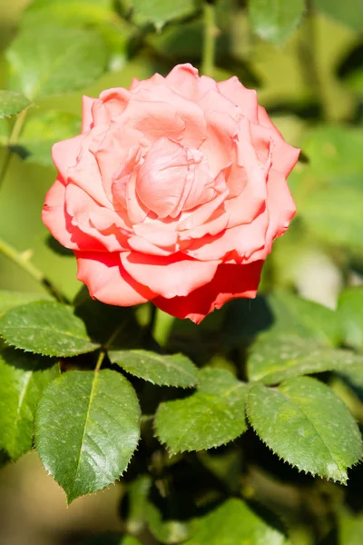 Landschaft Natur Pflanzen Blumen Rosen — Stockfoto