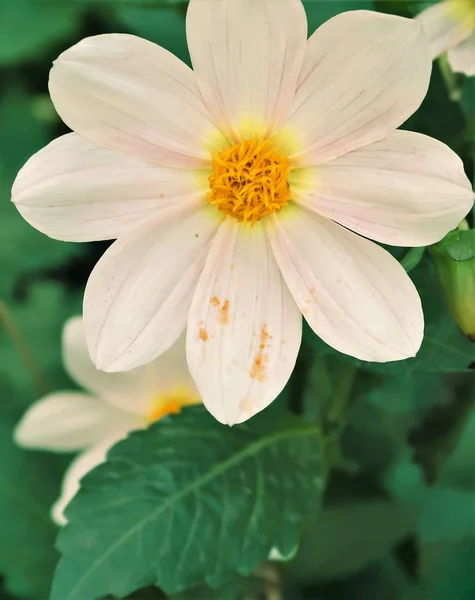 Літні Квіти Квітковому Пейзажі — стокове фото