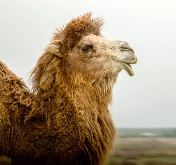 Retrato Resorte Camello — Foto de Stock