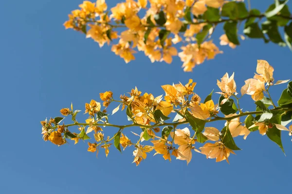 Bougainvillea flowers, fence landscape