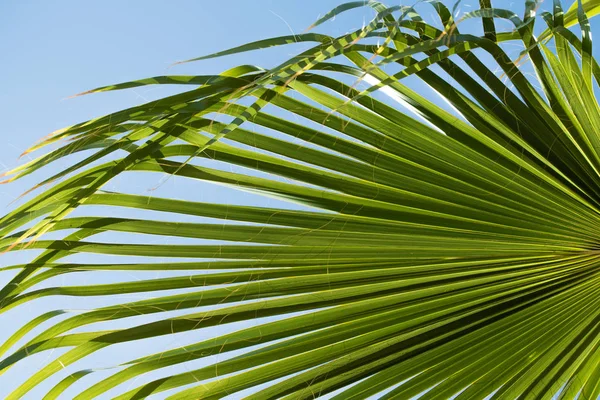 Green Palm Tree Mot Himlen Landskap — Stockfoto