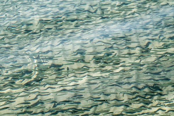 Grunt Havsfisk Ovanifrån — Stockfoto