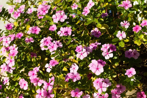 Roze Bloemen Landschap Natuur Achtergrond — Stockfoto