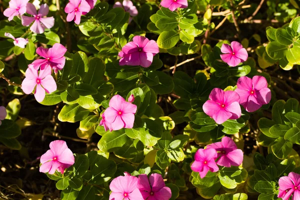 Pink Flowers Landscape Nature Background — Stock Photo, Image