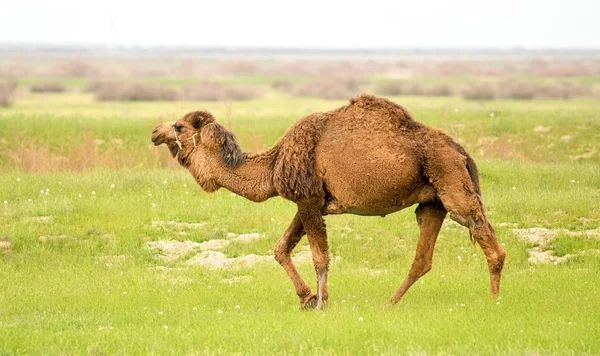 Kamel Auf Dem Feld Des Grünen Grases Frühling — Stockfoto