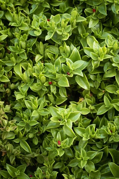 Siepe Verde Sul Muro — Foto Stock