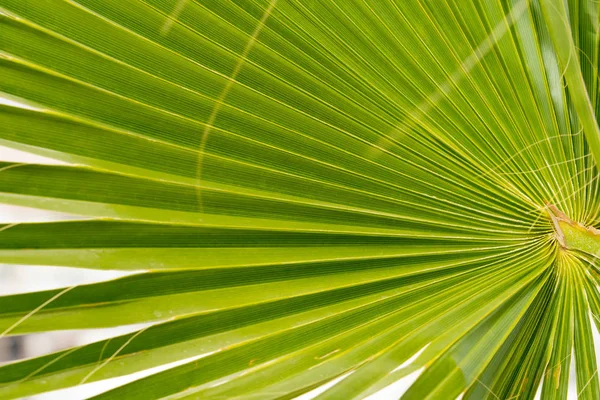 Palmboom Tegen Hemel Landschap — Stockfoto