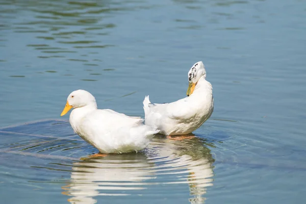 白いアヒル池上夏 — ストック写真