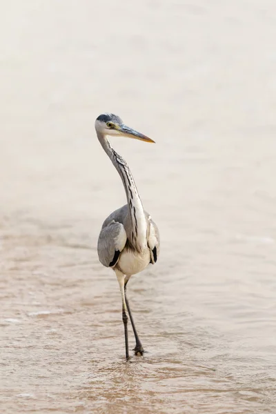 Great Egret Ardea Alba — стокове фото