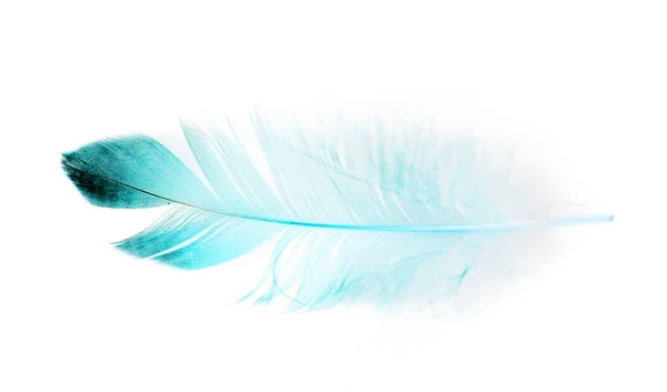 Bird Feather White Background — Stock Photo, Image