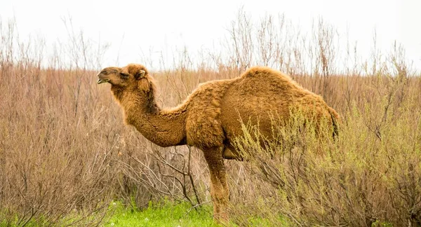 Kamel Auf Dem Feld Des Grünen Grases Frühling — Stockfoto