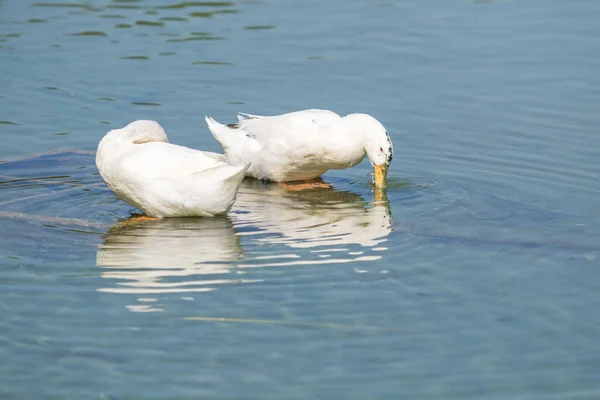 Witte Eenden Een Vijver Zomer — Stockfoto