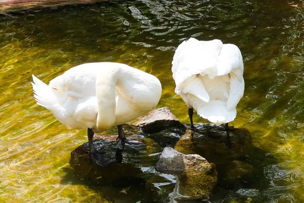 White swans on a pond with calm water