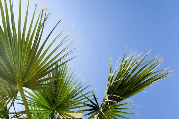 Palmeira Contra Céu Paisagem — Fotografia de Stock