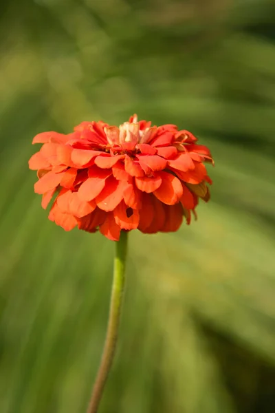 Autumn Bright Flowers Landscape — Stock Photo, Image