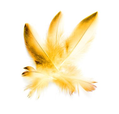 Beyaz arkaplanda kuş tüyü